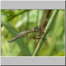 Leptogaster cylindrica - Raubfliege 01.jpg